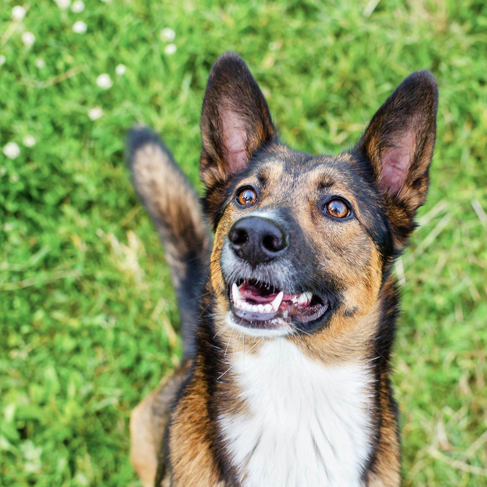 Shepherd Mix German Shepherd Puppy Training Classes Humane Society