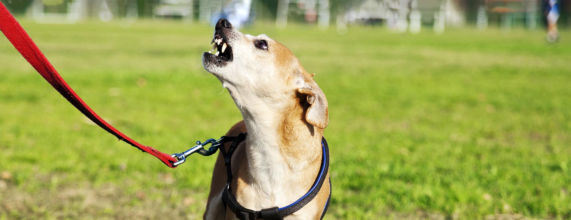 leash reactive dog training