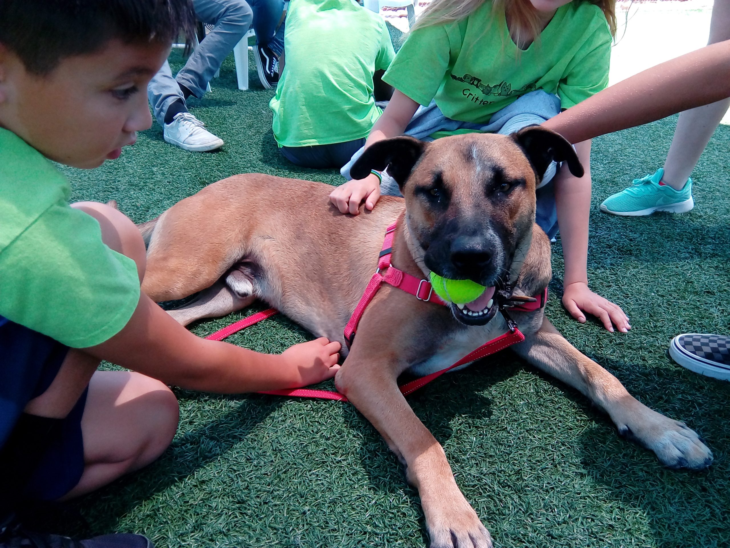 Woods Humane Society Youth Learn to play safely with dogs tip