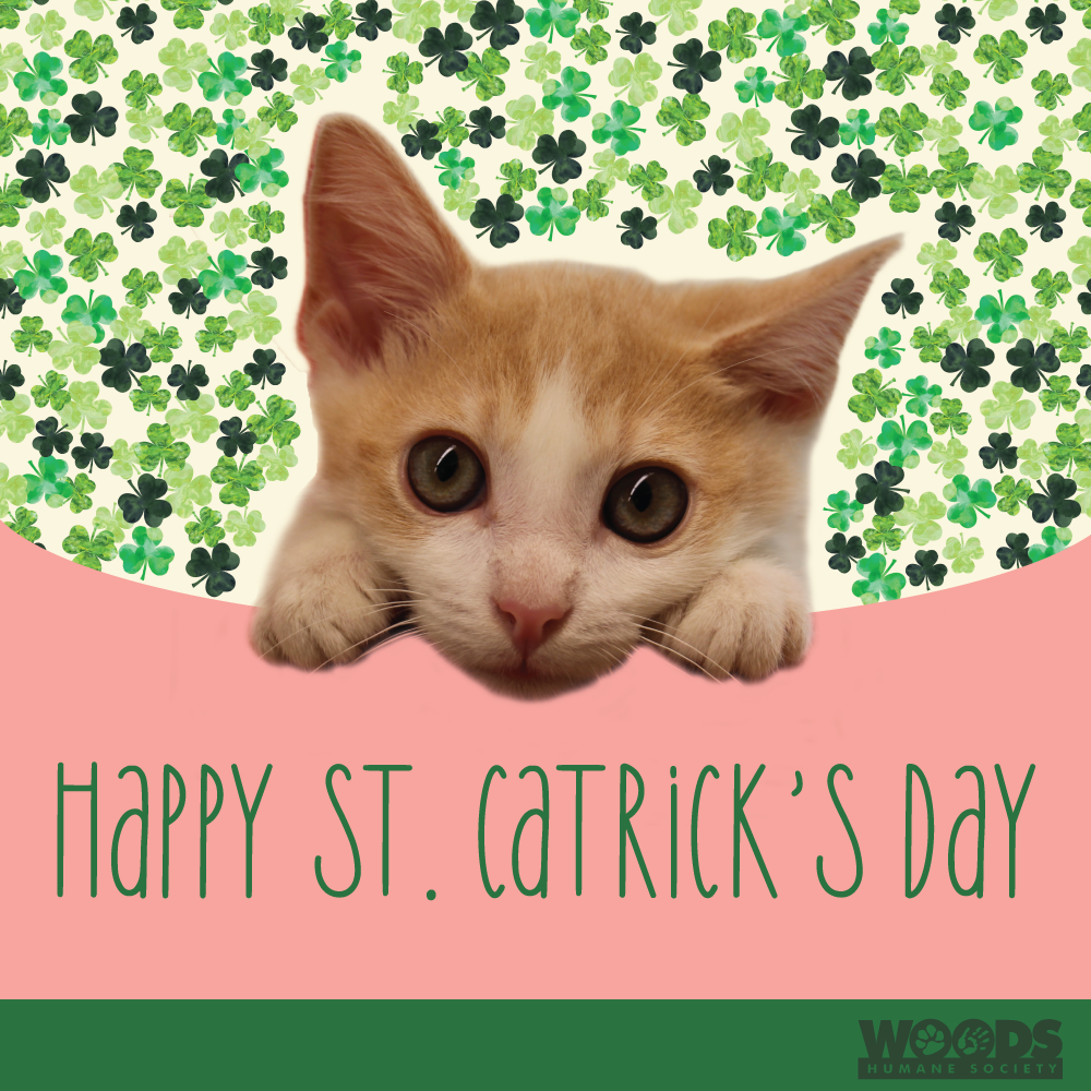 Happy St. Catrick's Day Graphic for Kitten Shower