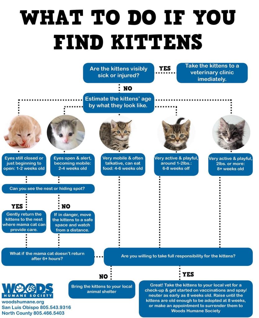 What to do if you find kittens
