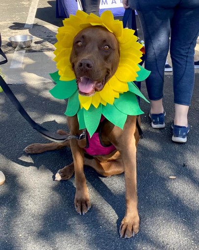 Wiggle Waggle Fall Festival dog with sunflower costume