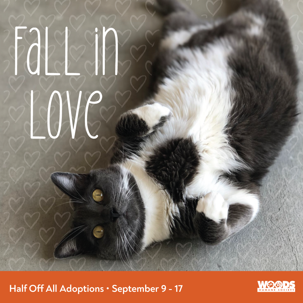 Adoptable Cats in Your Local Shelter l Adopt a Pet l ASPCA