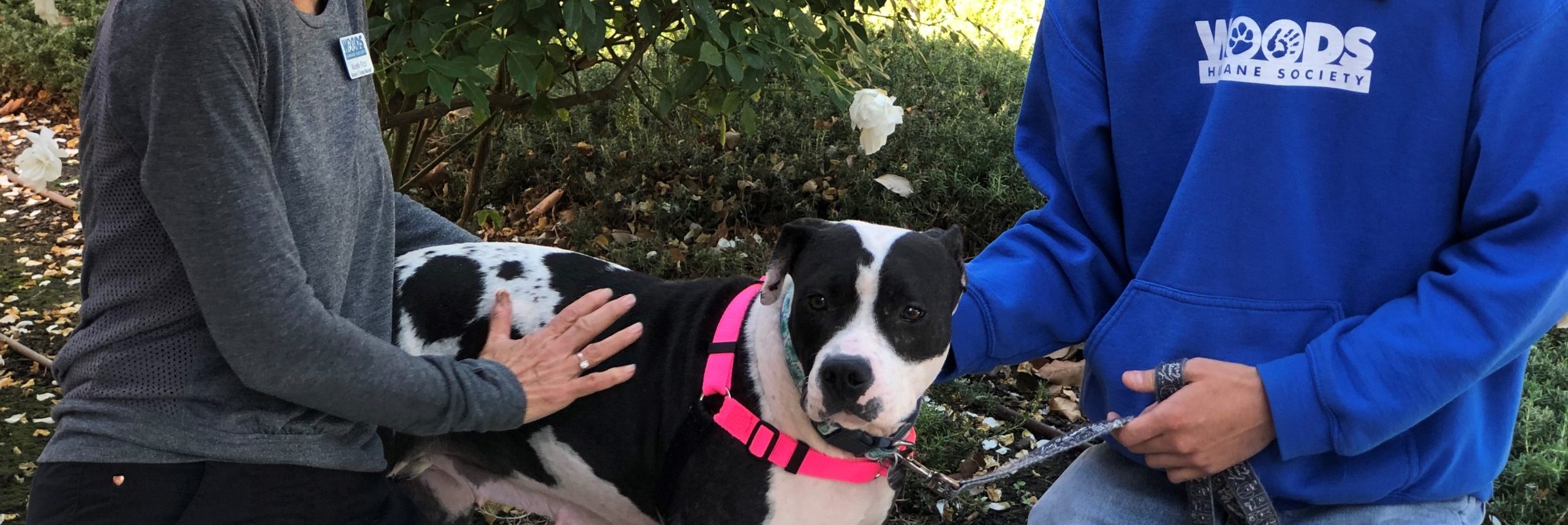 Humane Society Jobs Near Me A Guide to Compassionate Careers