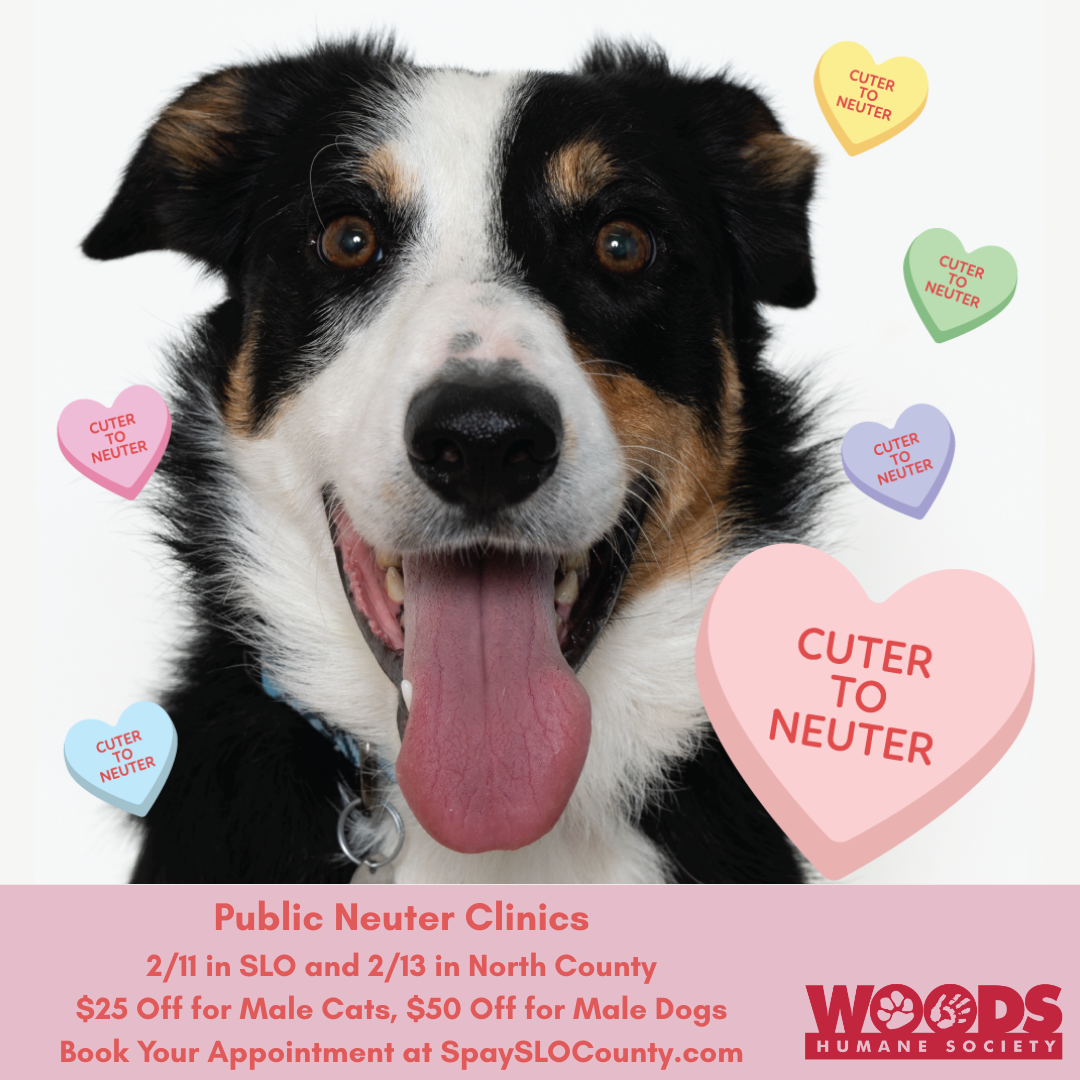 Cuter to Neuter 2026 3